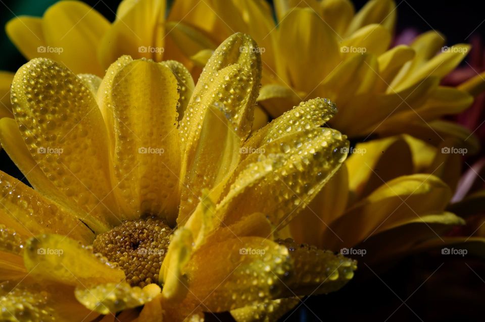 Yellow flowers with water droplets 