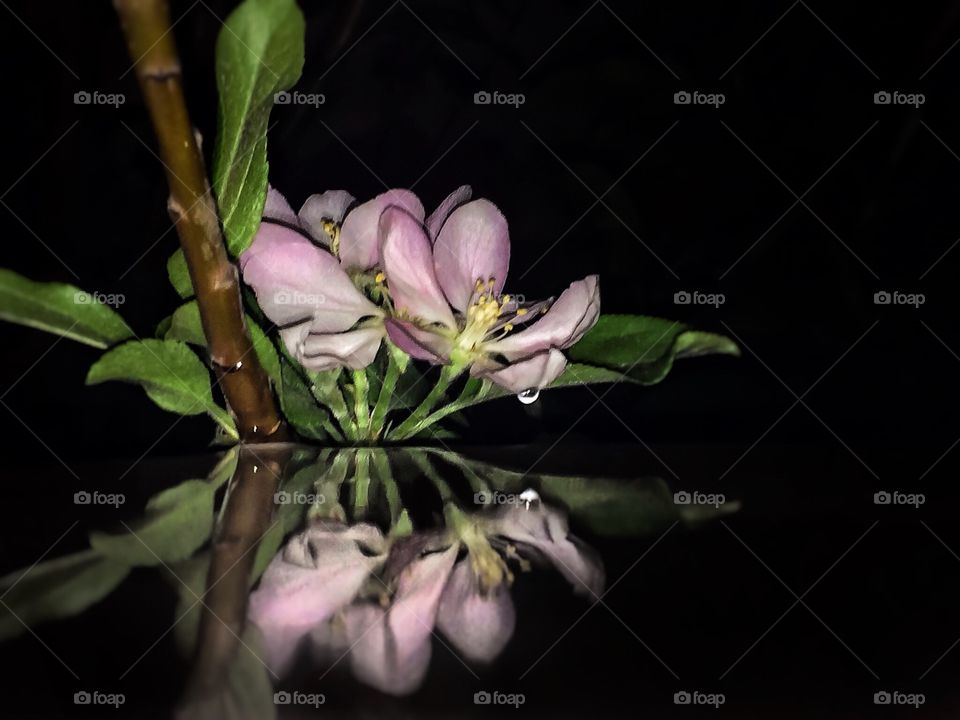 flowers in the dark . water reflection of flowers in the dark