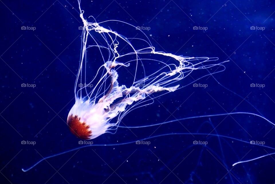 Jellyfish