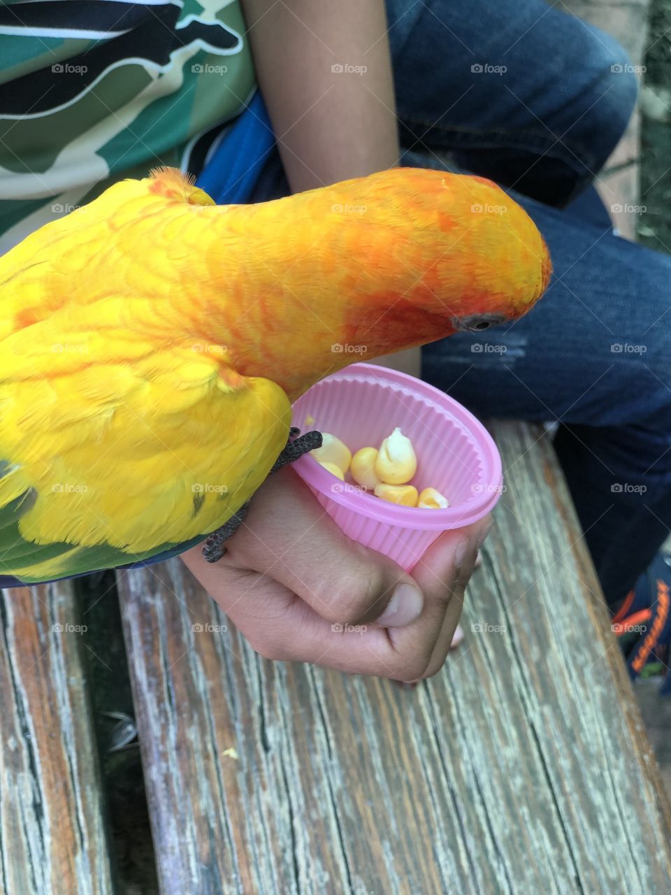 Boy feeding parrot in garden 