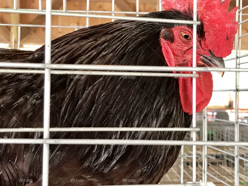 Red eyed chicken at the Allen county fair in Ohio 2017