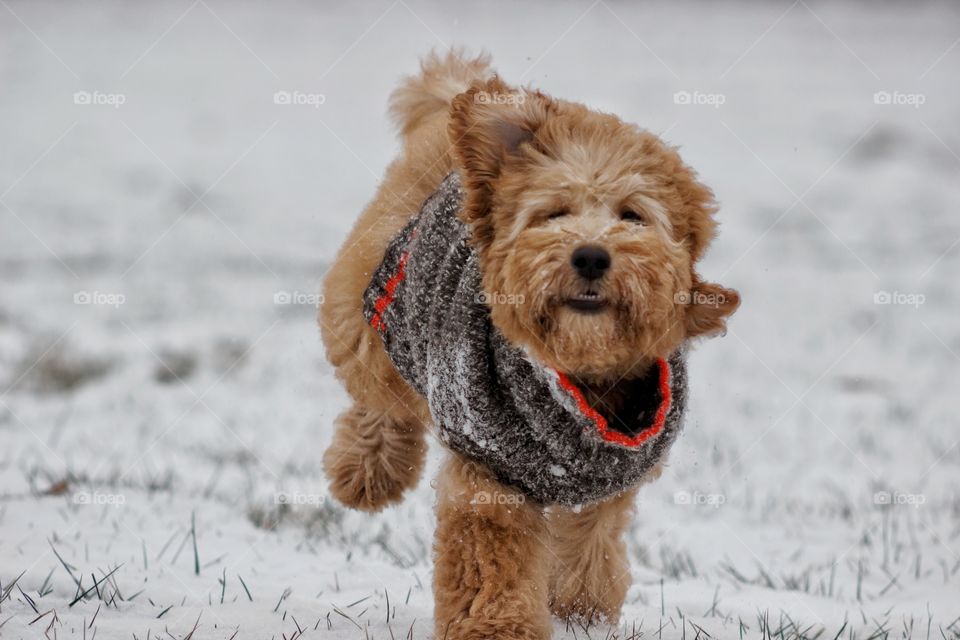 Puppy Playtime