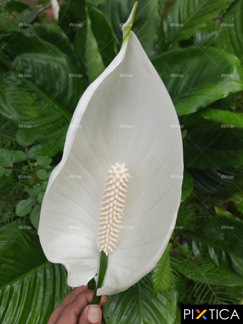 peace Lily flower