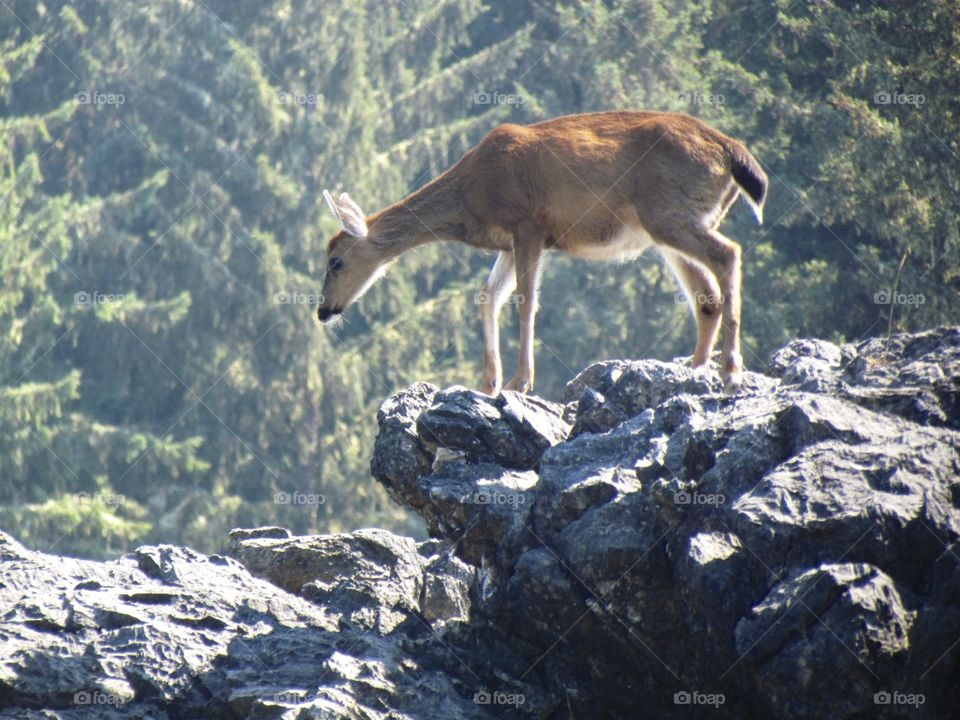 Precarious deer