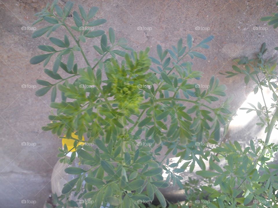 Lovely Plant At Home