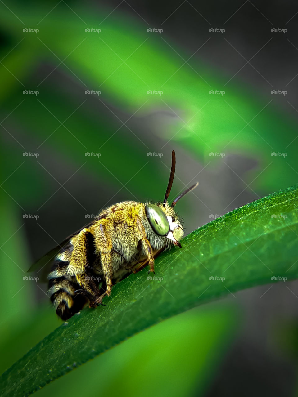Bee on the leaf