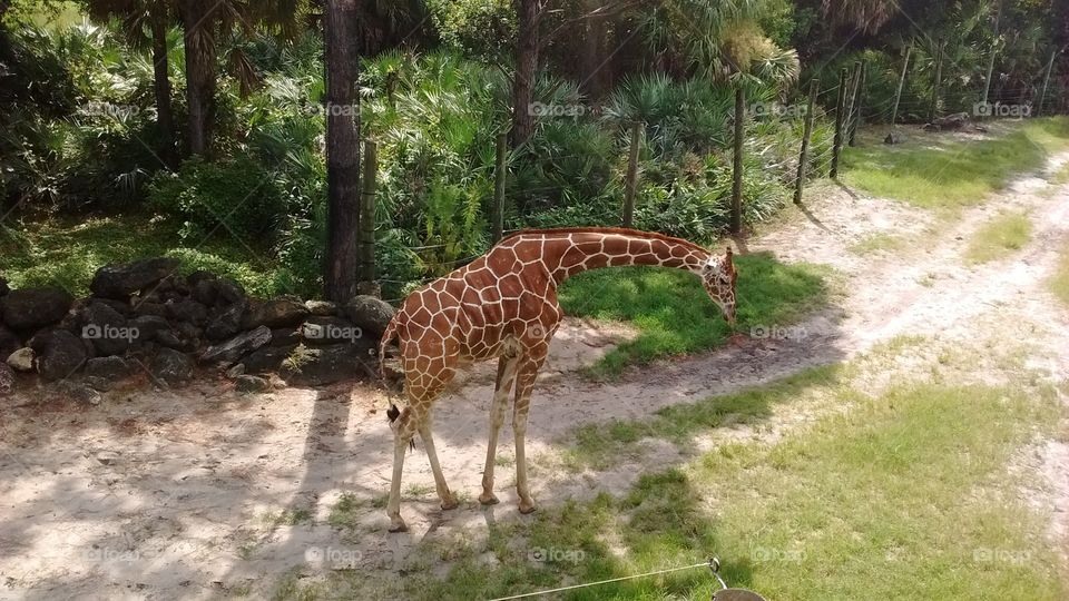 giraffe at the Zoo