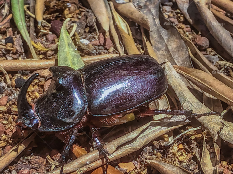 A hard shelled rhinoceros beetle makes his way across the olive leaf strewn red earth 