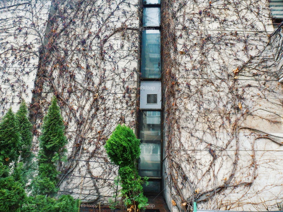 wild grapes braids the wall of the building