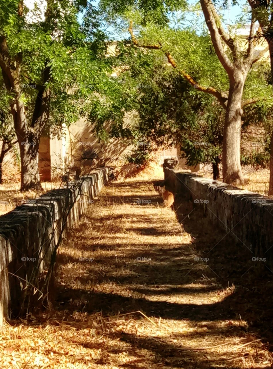 Kitty looking at me!