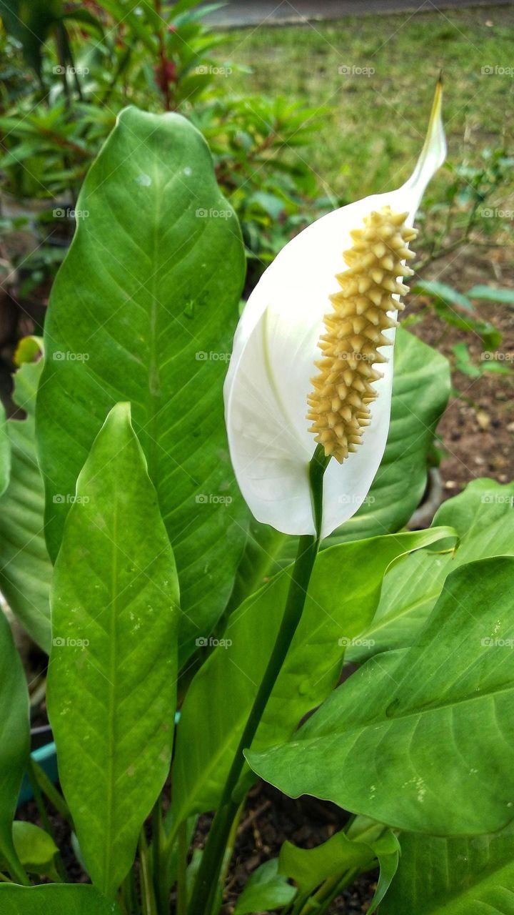 Beautiful white Spathiphyllum kochii flowers decorate the garden