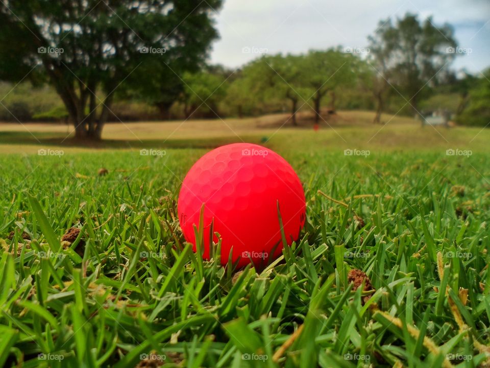 Neon orange golfball in the fairway ready for the next shot