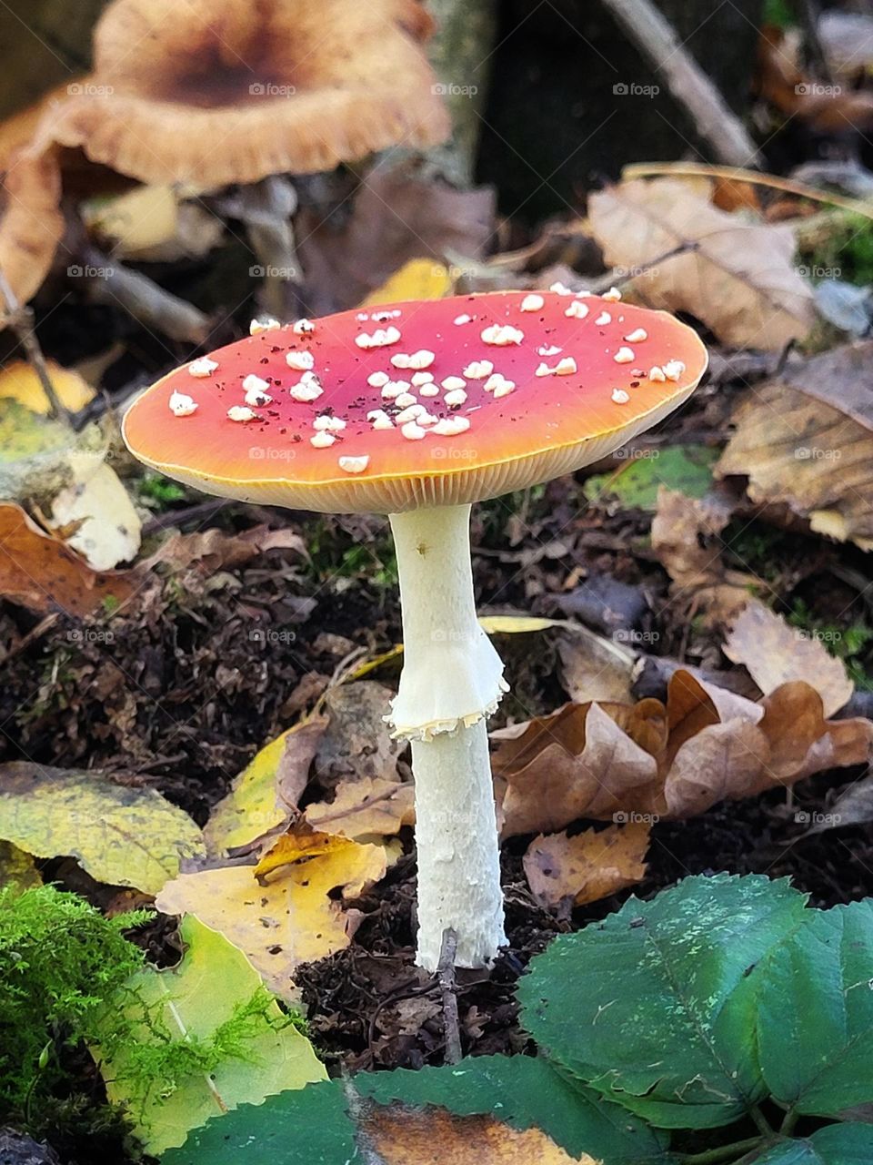 Red with white dots mushroom