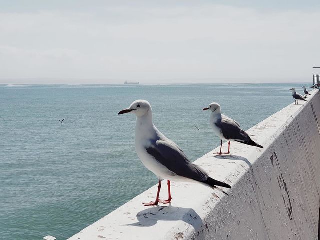 Birds 🐦