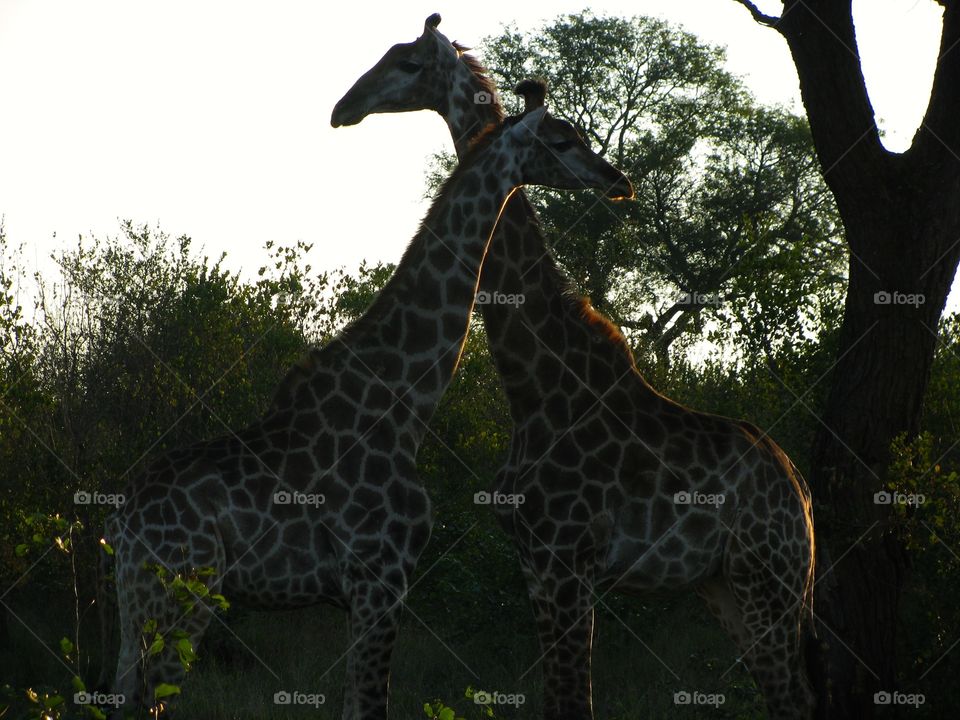 Facing giraffes 