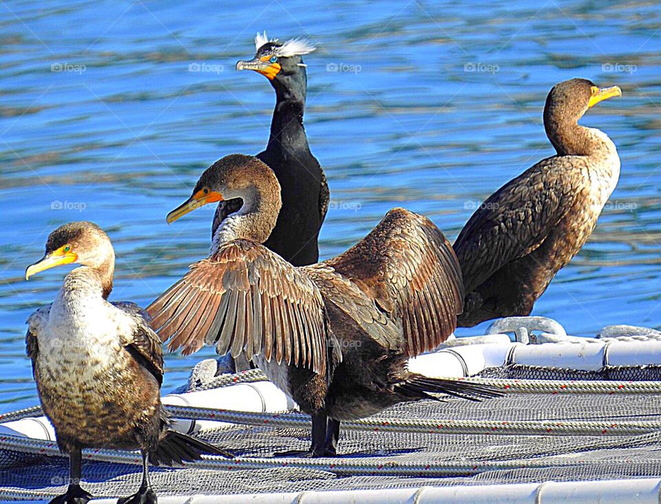 Double Crested Cormorant