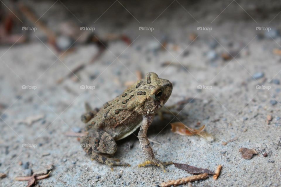 Frog