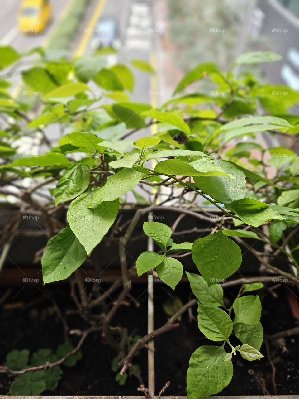 Plants by the side of the footbridge in Wanchai Hong Kong