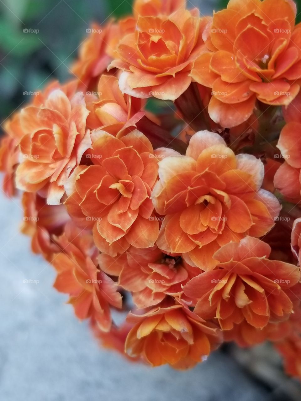 fleurs d'oranges