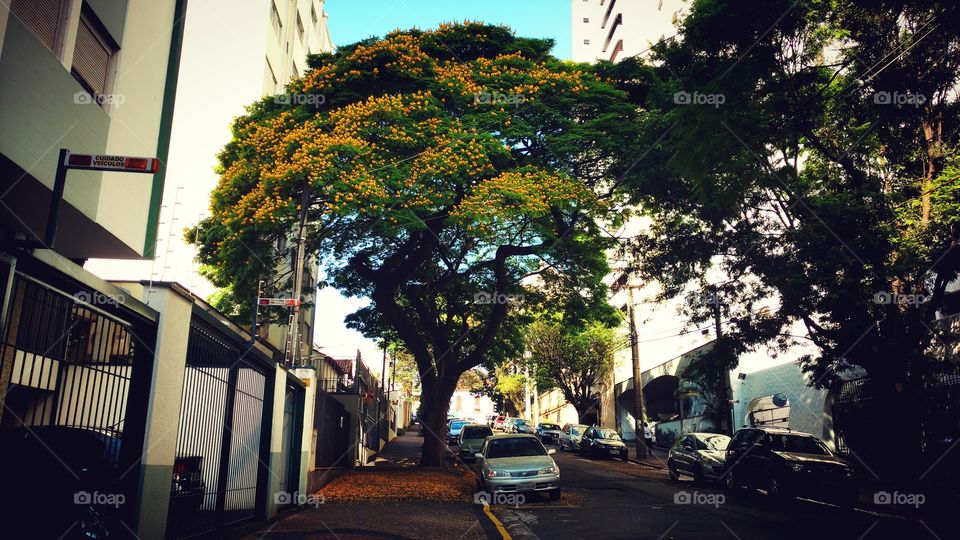 Arvores floridas na calçada da rua entre os prédios.