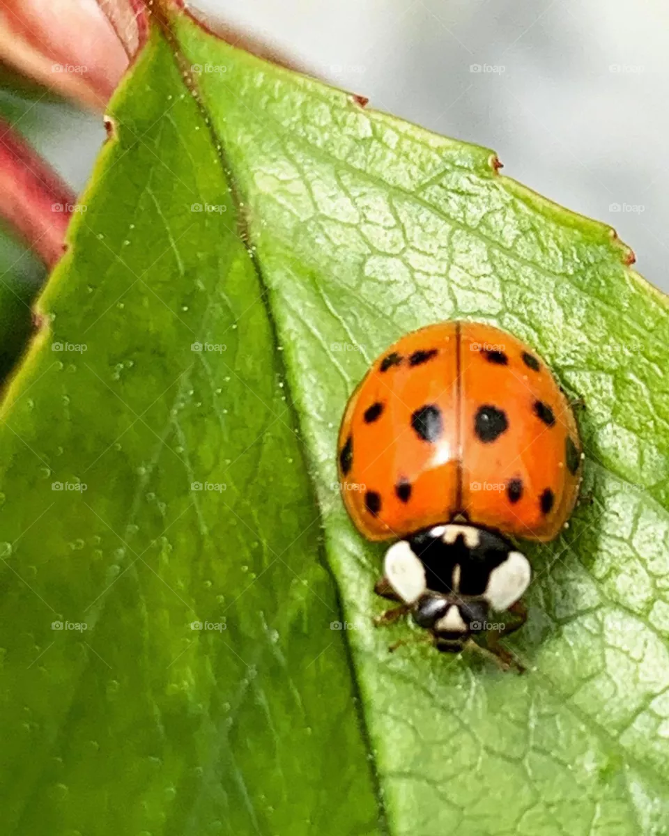 Ladybug Help in garden