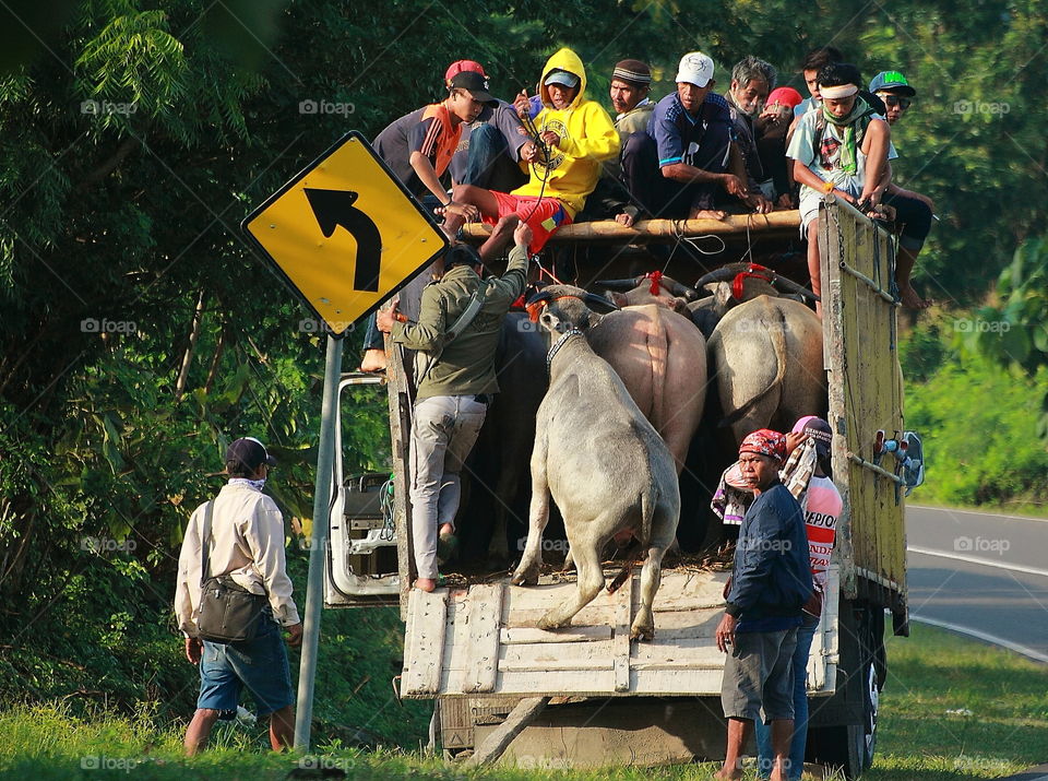 Last passenger . The buddy of localism people to try for get the buffaloe on the truck as a reality life traditional sport at this time. The goal of that to arrive of buffaloe race championshp as Sumbawa , Indonesia.