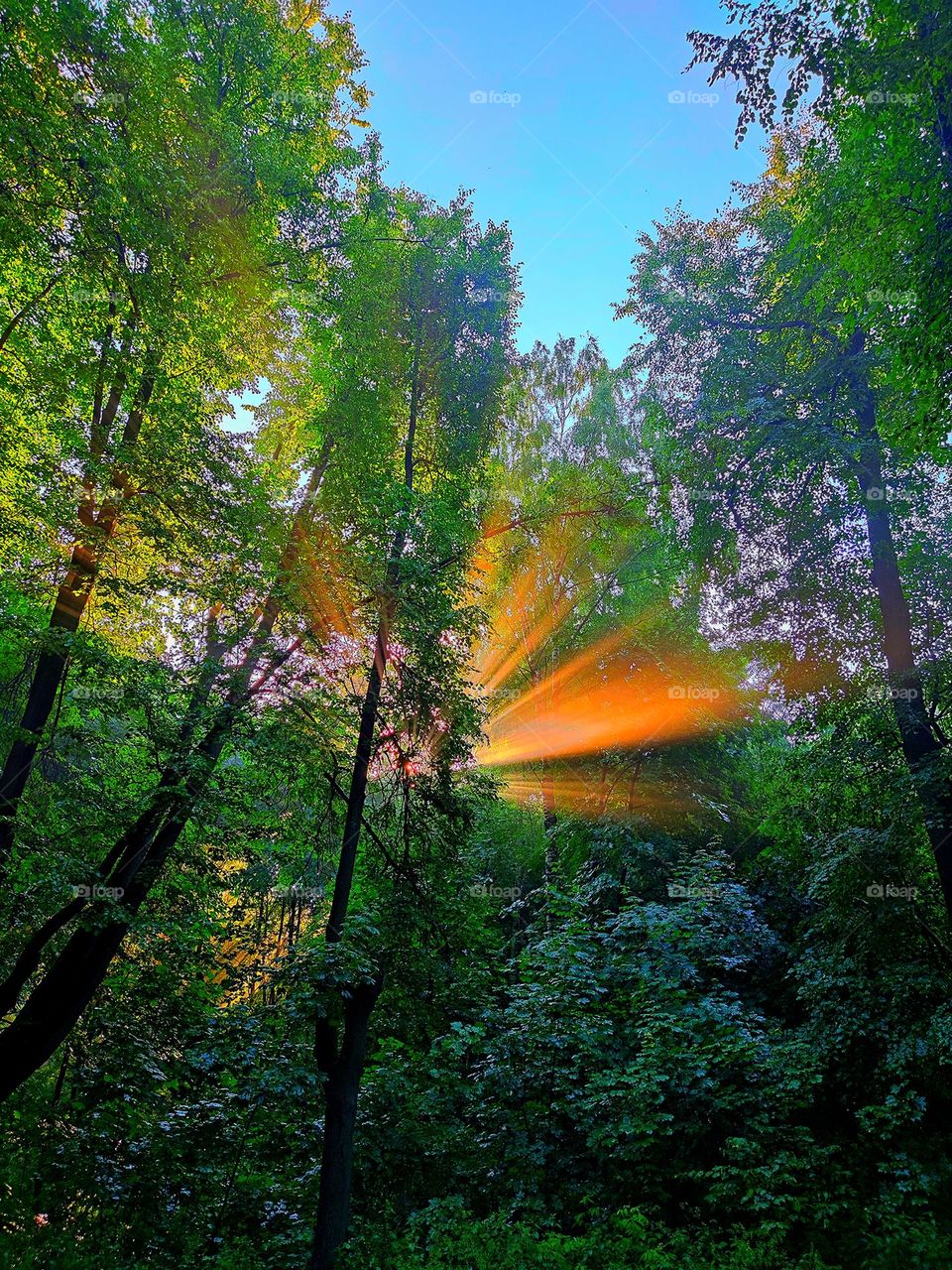 Colour yellow. Nature. Morning in the forest. Dark yellow rays of the rising sun pass through the green trees