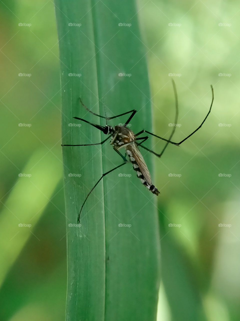 A tropical garden mosquito is perching on a leaf of grass.