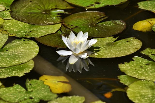 Reflection