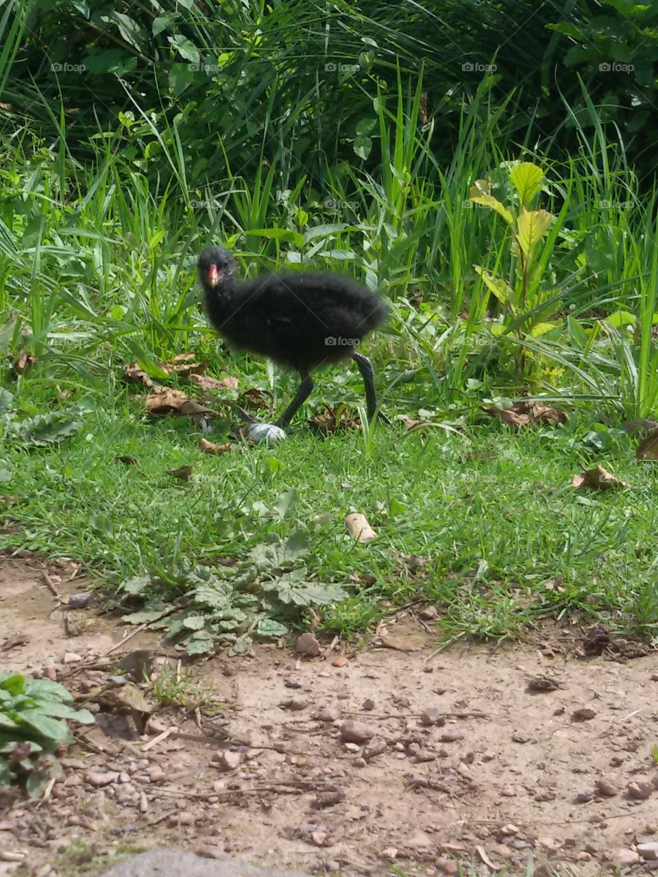 The Look auf the black little bird ...
