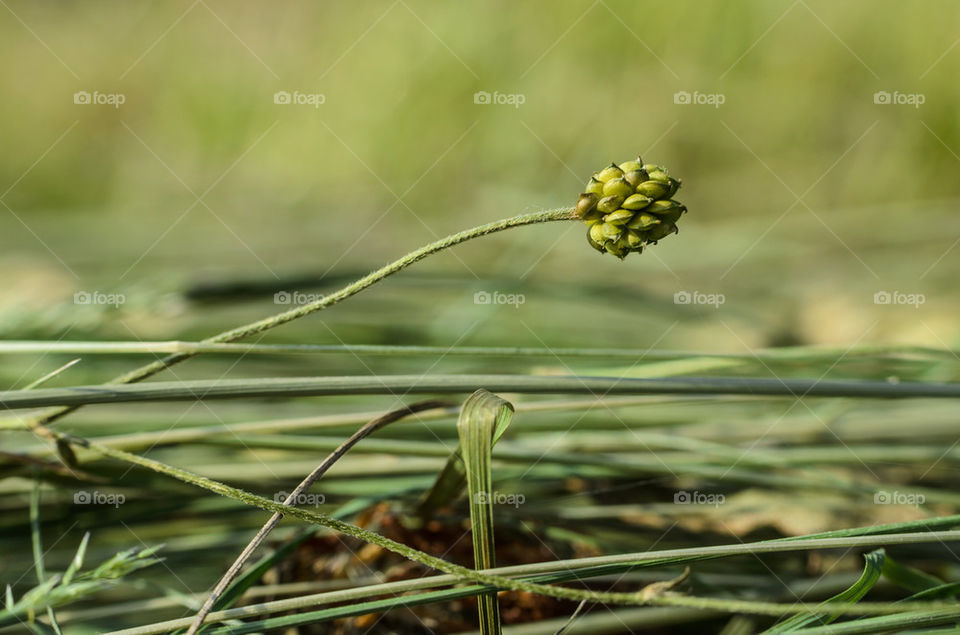 Mown hay in the meadow