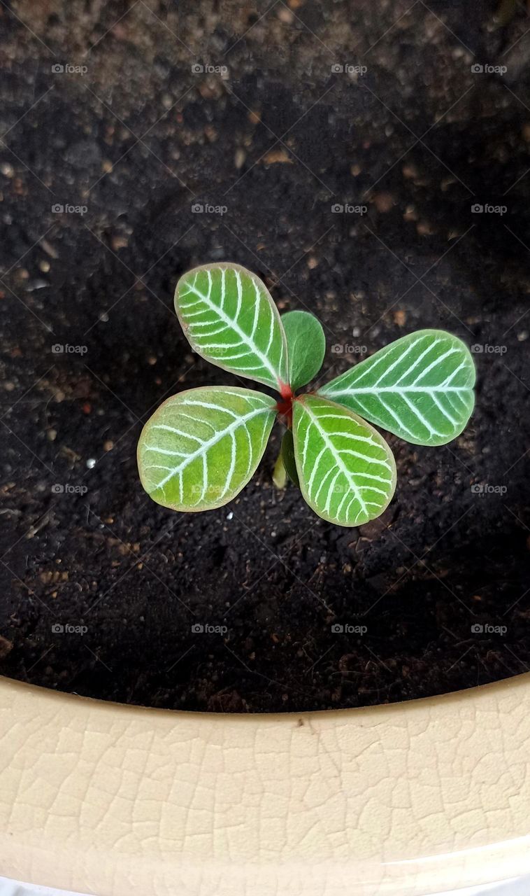 green young 🌱 leaves plant growing in ground