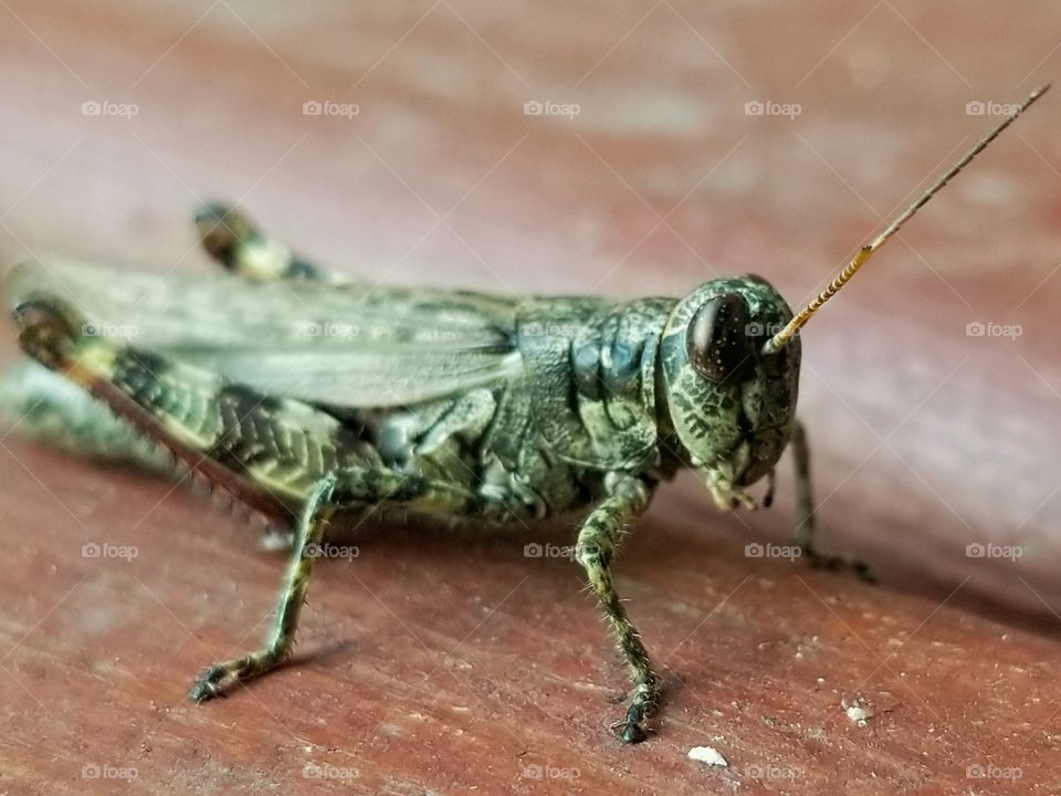 Tiny green grasshopper