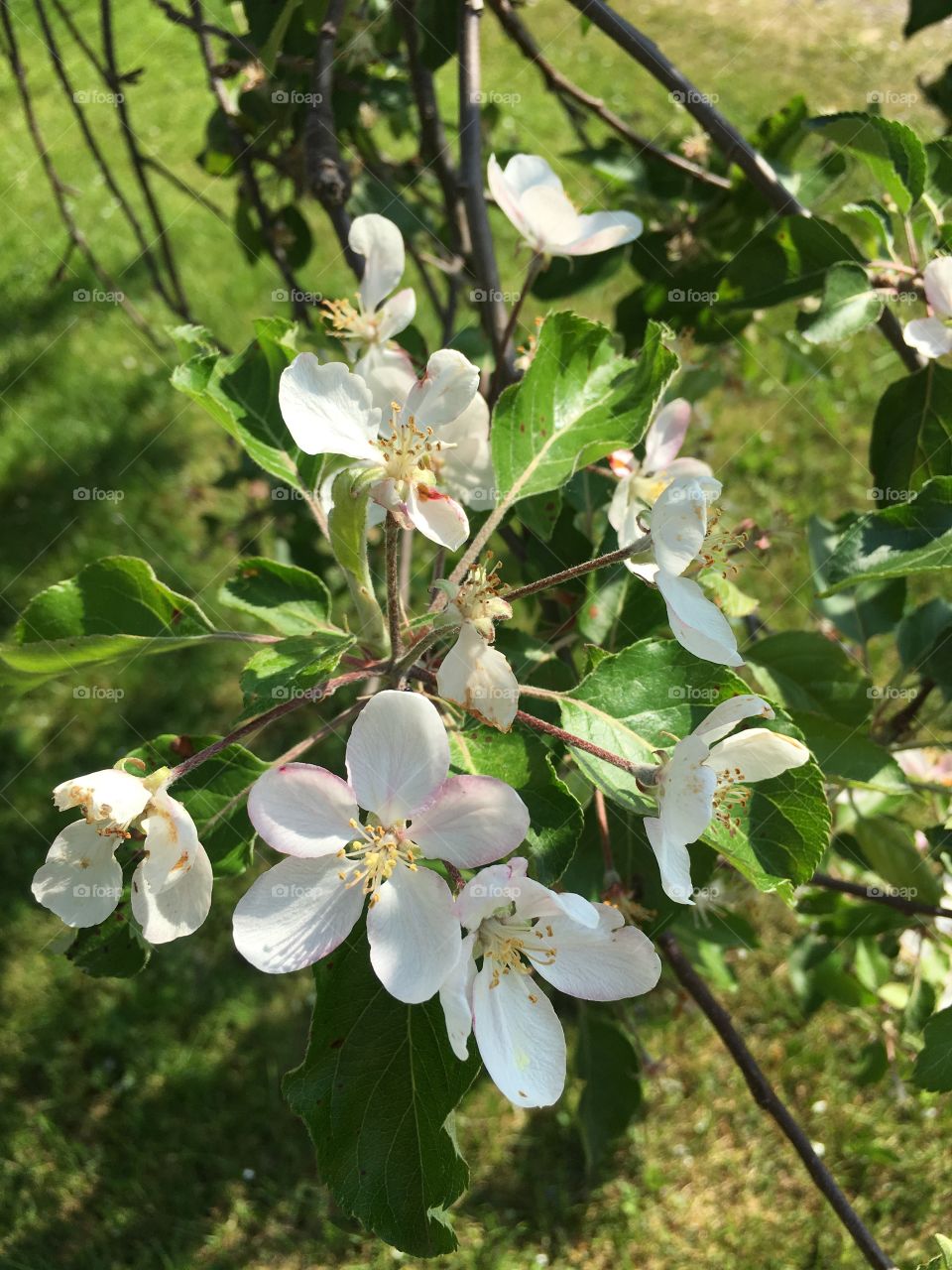 Apple Blossoms
