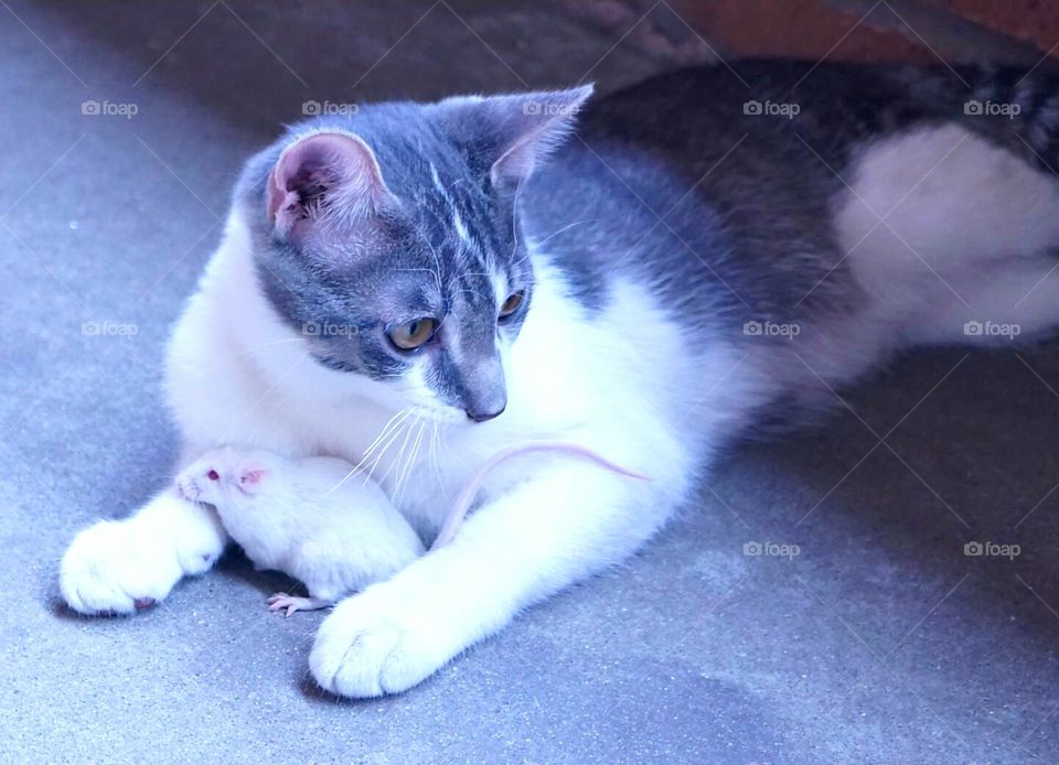 Mr. Gustav with mouse.