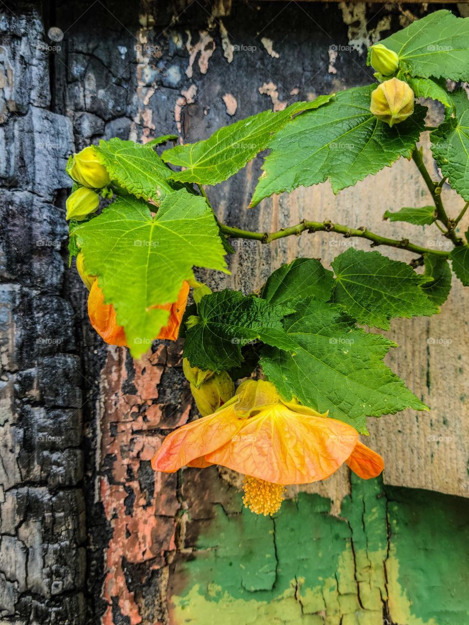 Orange and yellow hibiscus type flowers against a backdrop of a burnt abandoned building with peeling paint showing beauty arising from the decay 