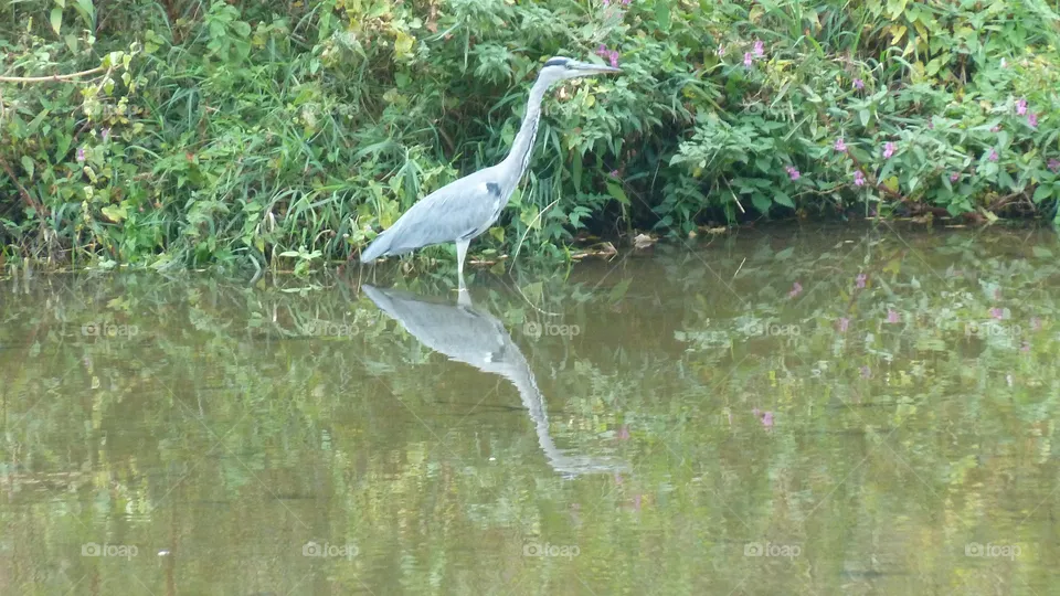 Graureiher am Fluss
