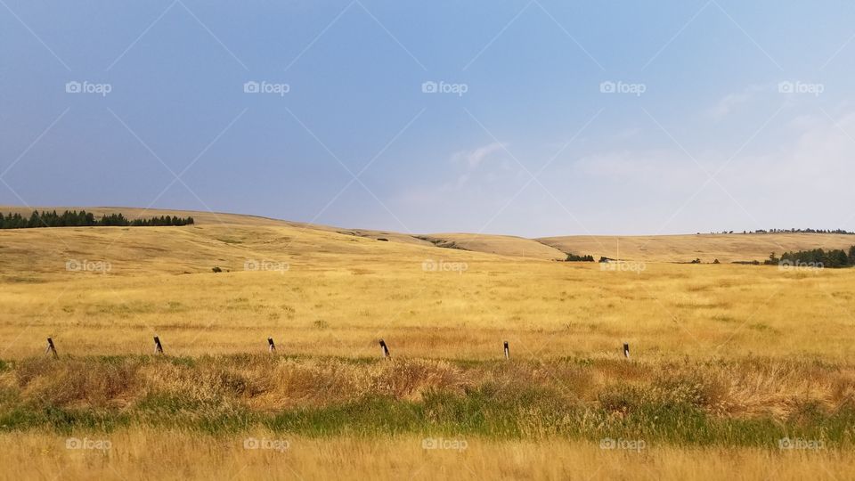 Fields of grain