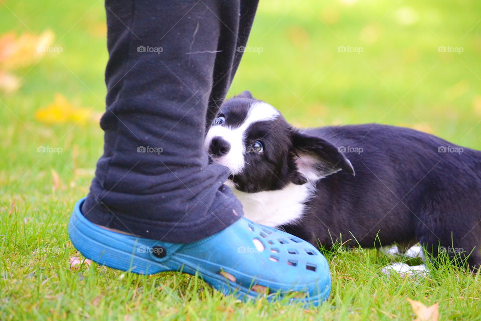 Grass, Dog, Cute, Mammal, Canine