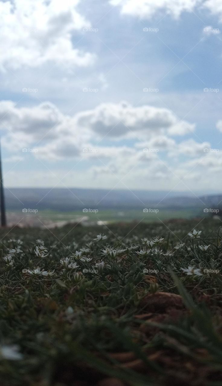 white spring flowers with cloudy sky