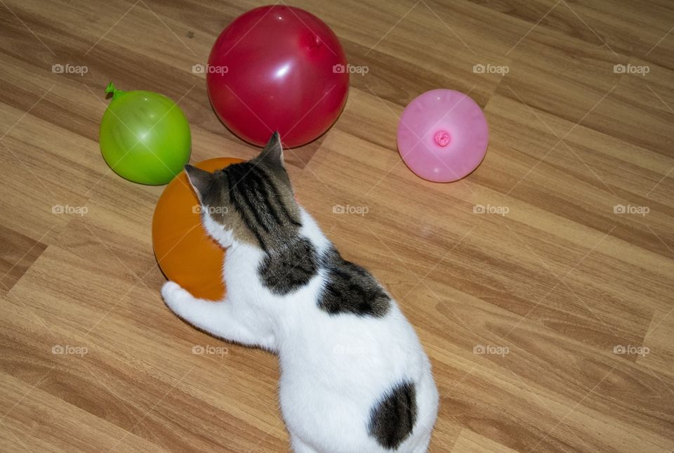 cute cat playing with colorful balloons