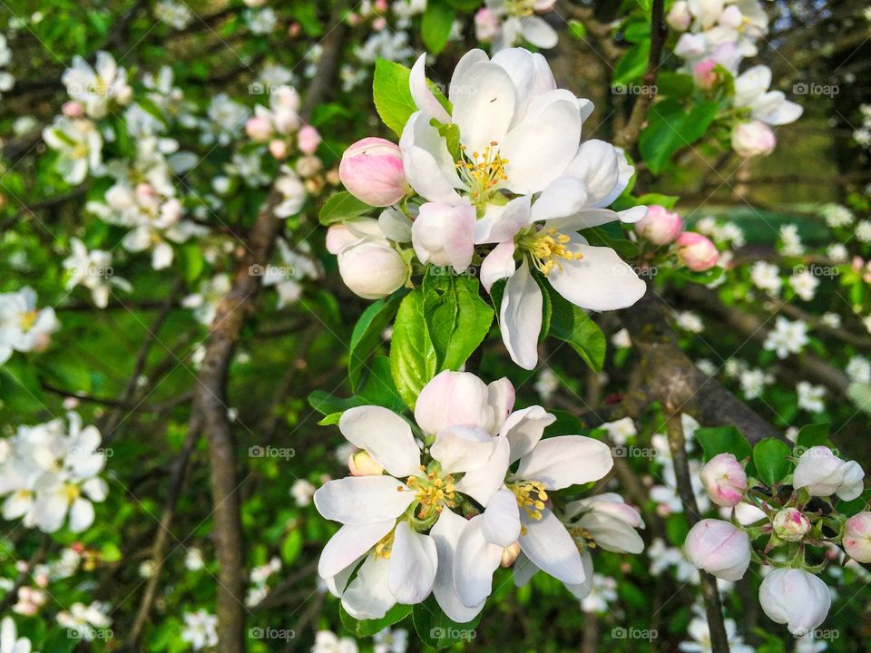 Flower, Nature, Tree, Apple, Branch
