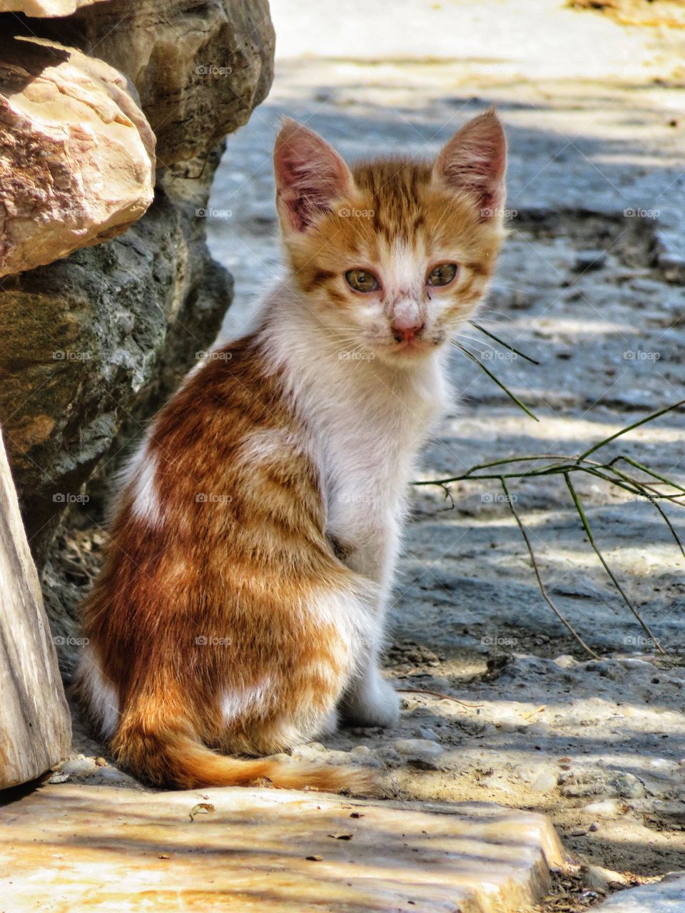 Greek kitten Folegandros 