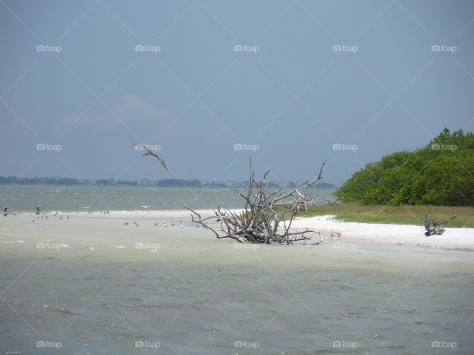 Bird flying over the beach