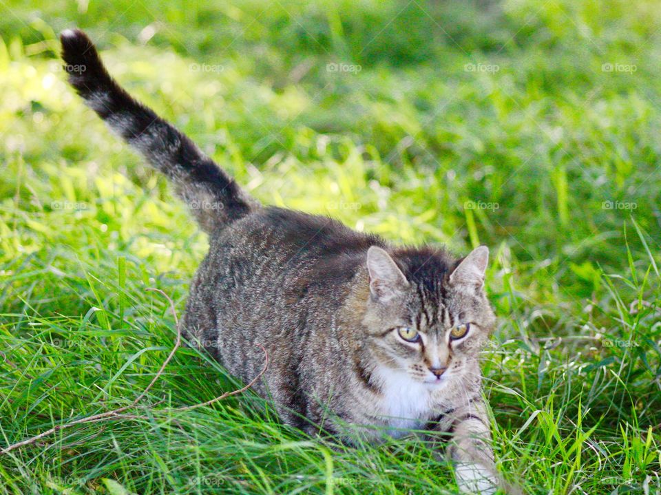 Summer Pets - grey tabby trying to make its way through tall pasture grass