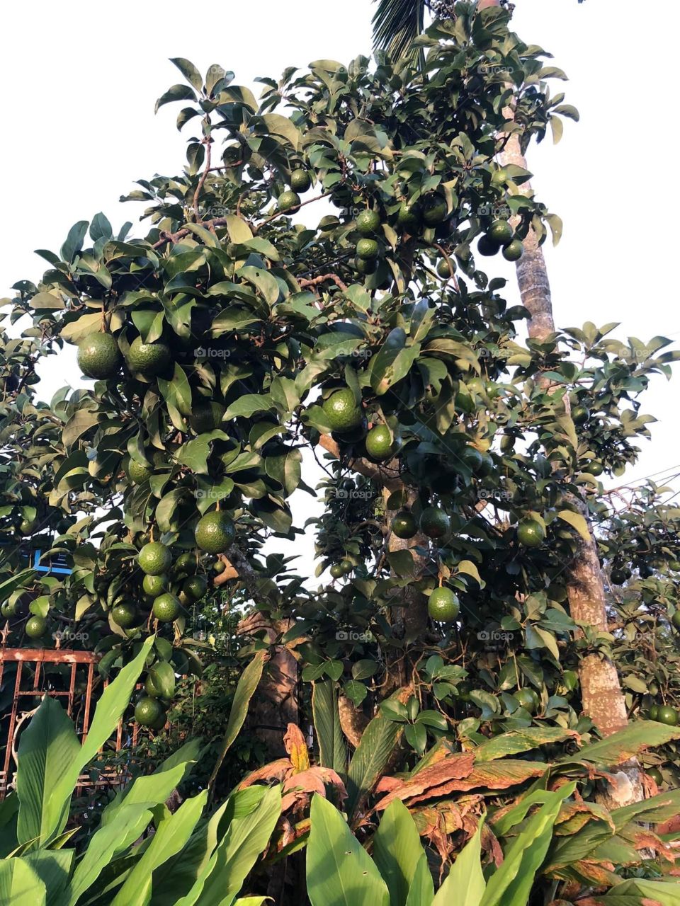 The avocado tree is full of my hometown's fruit
