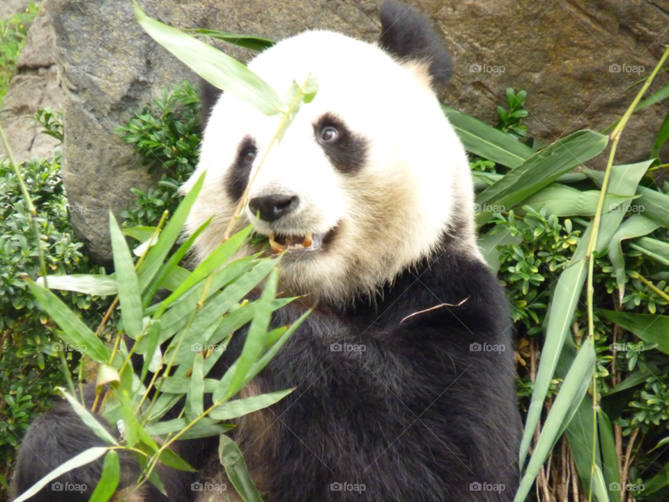 bear panda bamboo chinese panda by lancashirelad