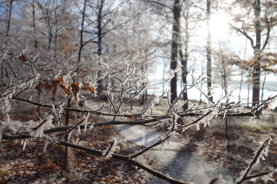 View of forest in winter