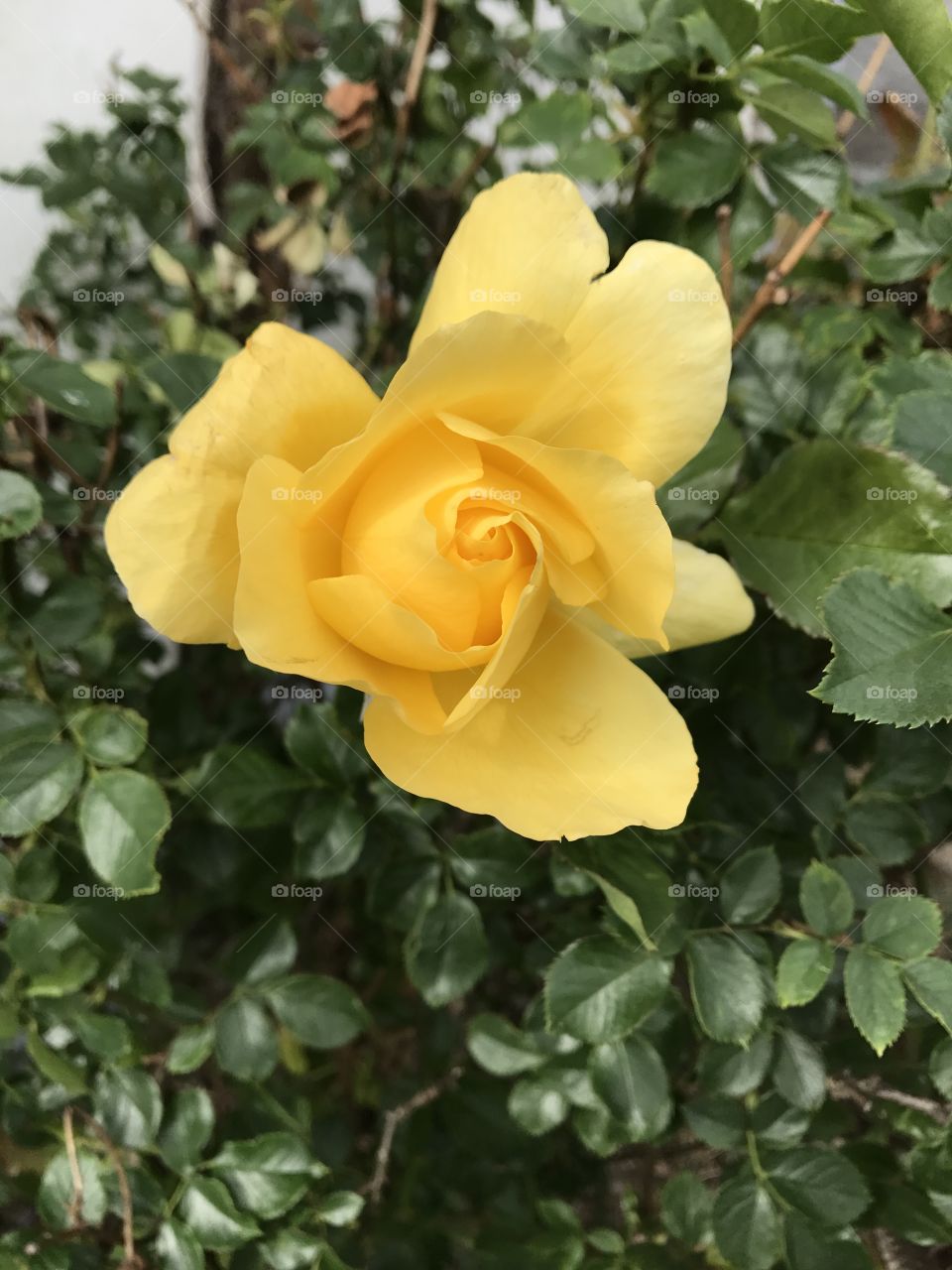 Yellow Rose In Texas