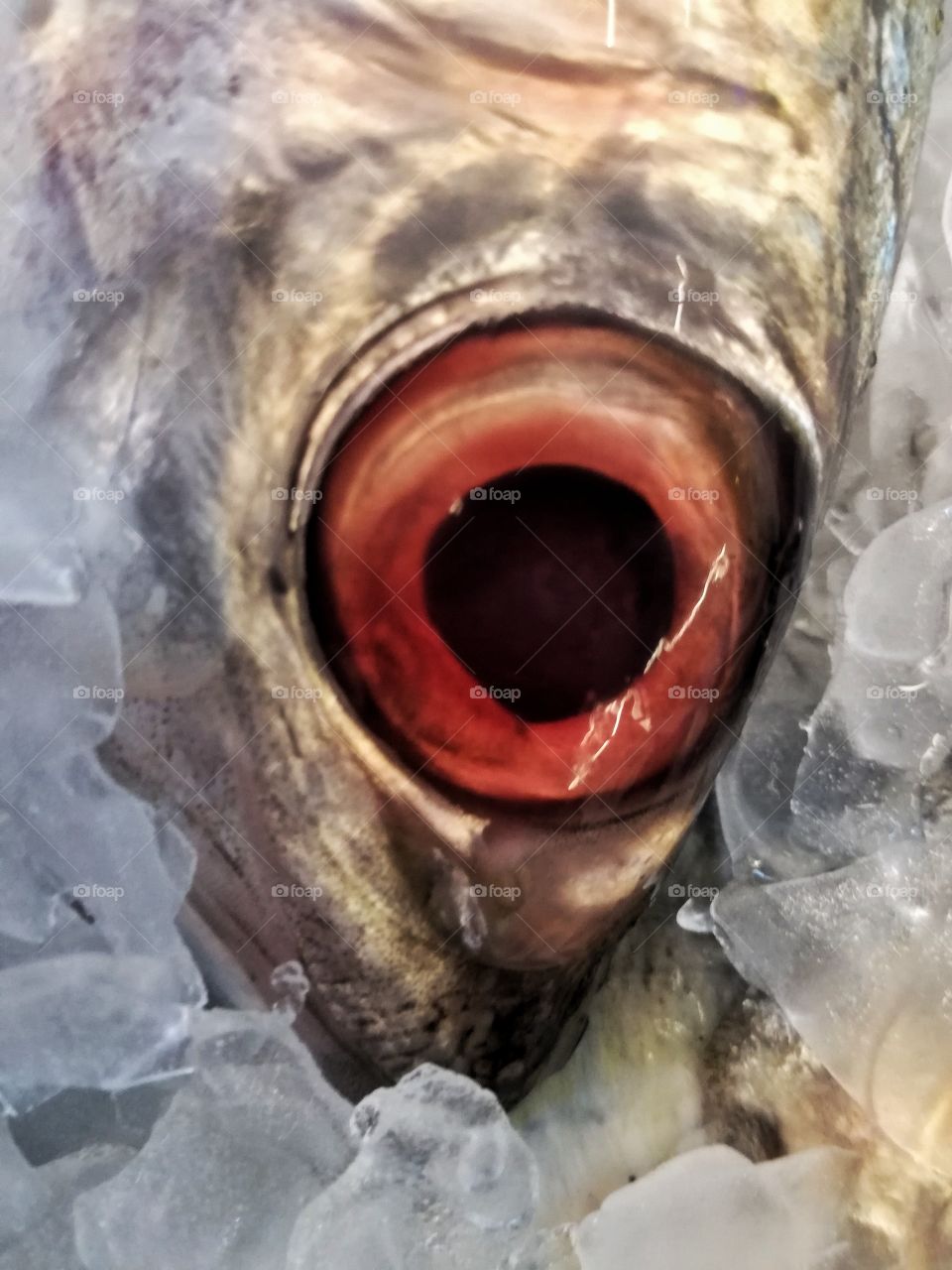 fish, market, ais cube, red eye, food, store